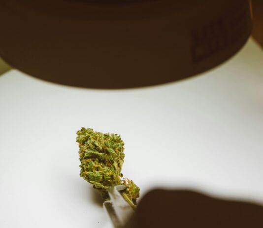 CBD Bud Benefits: Discover How It Transforms Wellness Naturally